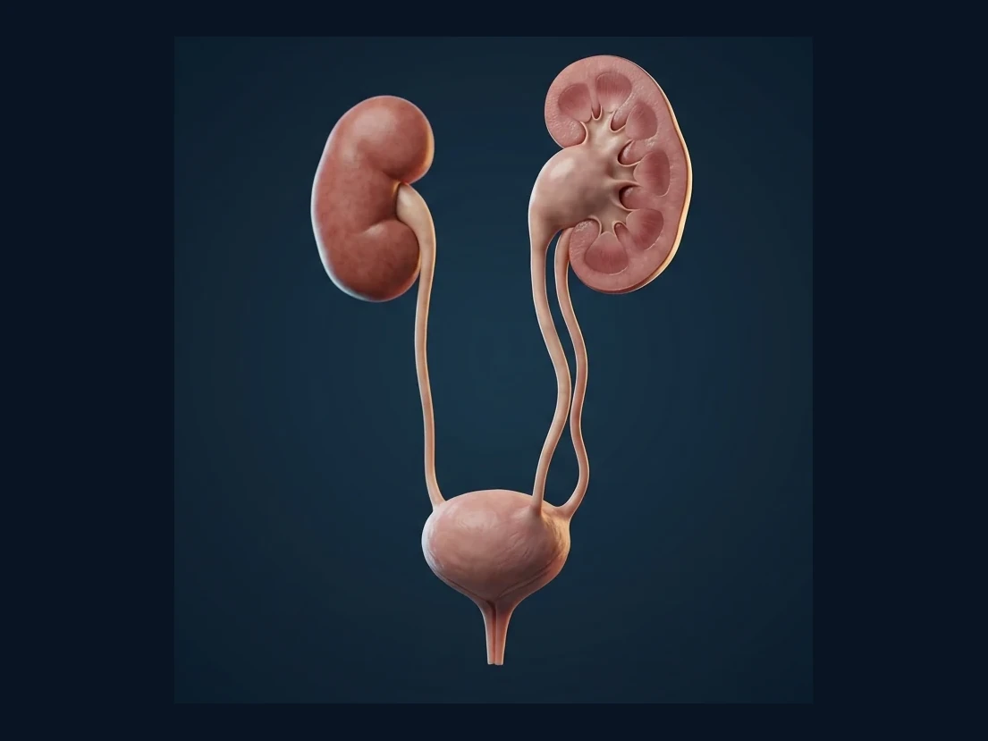 Ilustração anatômica — Malformações Urológicas Congênitas